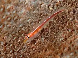 Pleurosicya micheli