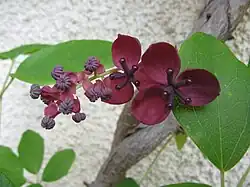 Fleurs mâles (les petites) et femelles.