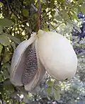Fruit.