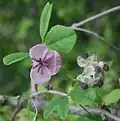 Une fleur femelle et cinq fleurs mâles (mont Ibuki).