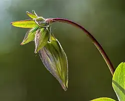 Boutons floraux.