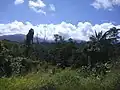 Paysage forestier typique de l'Aketajawe-Lolobata (2019)