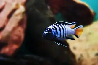 Pseudotropheus sp. "elongatus mpanga".