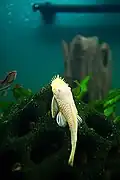 "albinos jaune"