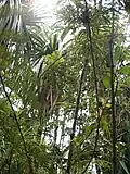 Forêt dense de l'Est.