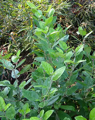 Description de l'image Alabama Croton Croton alabamensis Plant 2448px.jpg.