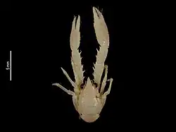 Alainius crosnieri