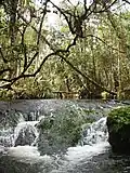 Forêt dense de l'Est.