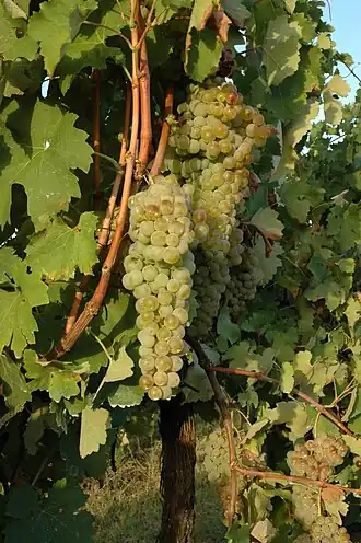 Albana