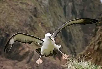 Albatros à nez jaune de l'océan Atlantique.
