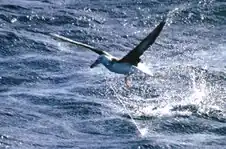 Albatros à sourcils noirs (Thalassarche melanophris) capturé sur une palangre.