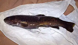 Description de l'image Albertacce Truite macrostigma du ruisseau de Sambuchellu.jpg.