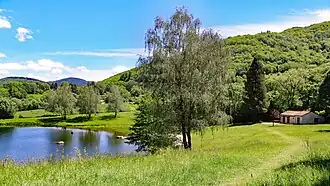 Albine