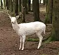 Mammifère : Daim (Dama dama)