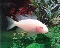 commercialement : "A. sp. Albinos Peacock Cichild" A. sp albinos de sélection principalement asiatique