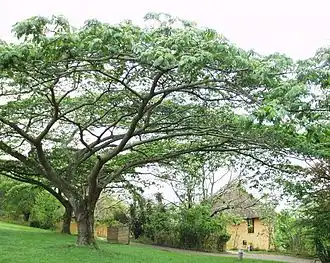 Description de l'image Albizia adiantifolia 12102003 Afrique du sud.JPG.