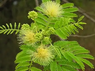 Description de l'image Albizia amara(Roxb.)Bolvin..jpg.