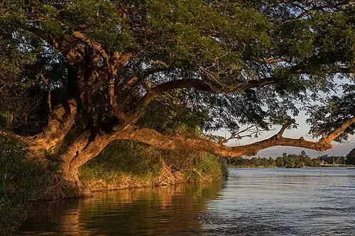 Le tronc et le feuillage bas d'un arbre s'étale au dessus d'une berge herbue et d'une eau massive qui s'écoule en lassant apparaître quelques remous.