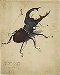 Lucane cerf-volant, 1505, aquarelle et gouache, 14,1&nbsp;×&nbsp;11,4&nbsp;cm, Los Angeles, Getty Center