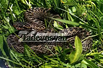 Vipera eriwanensis