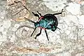 Alcaeorrhynchus grandis
