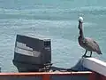 Los Roques - Venezuela
