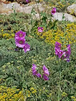 Alcea dissecta