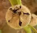 Fruit fermé.
