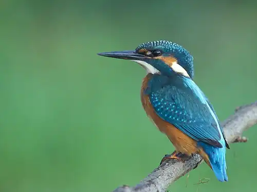 Martin-pêcheur