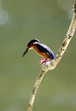 Martin-pêcheur vintsi.