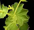 Stipules en feuilles fusionnées d'Alchemilla mollis