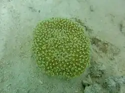 Sarcophyton sp.