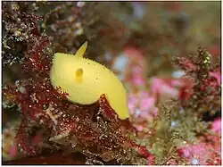 Aldisa cooperi