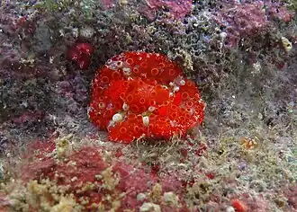 Un Aldisa fraise (Aldisa fragaria