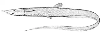 Description de l'image Aldrovandia rostrata.jpg.