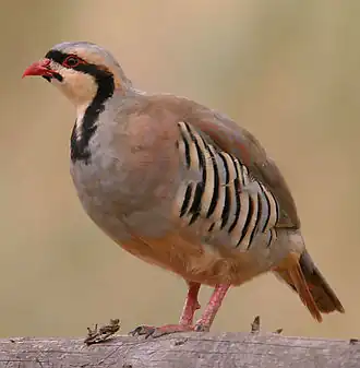 Perdrix choukar.