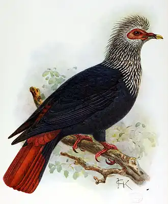 Alectroenas nitidissimus