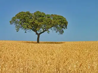 Alentejo