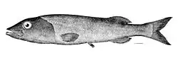 Alepocephalus productus
