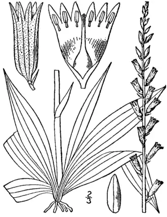 Description de l'image Aletris farinosa drawing.png.