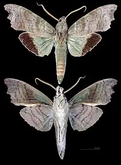 Aleuron chloroptera