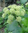 Inflorescence.