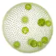 Volvox carteri