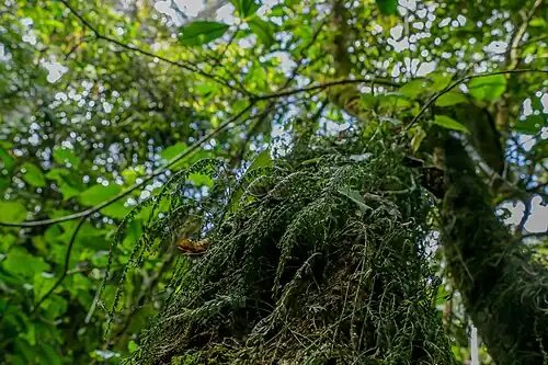 Algues dans les arbres dans la Hifadhi ya Mazingira ya Msitu wa Bururi&nbsp;(sv). Juin 2022.