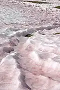 Algue des neiges (coloration rouge) en montagne (Vallée d'Aoste).