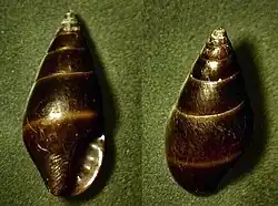 Alia unifasciata