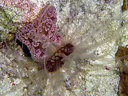 Alicia pretiosa, une Aliciidae.