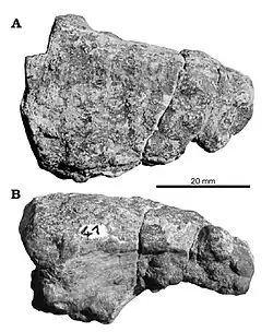 Griffe d’Alierasaurus ronchii en vues dorsale et latérale droite.