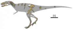 Schéma montrant les seules fossiles actuellement connus d'Alioramus altai.