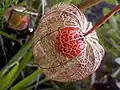 Fruits murs d'un Physalis alkekengi.